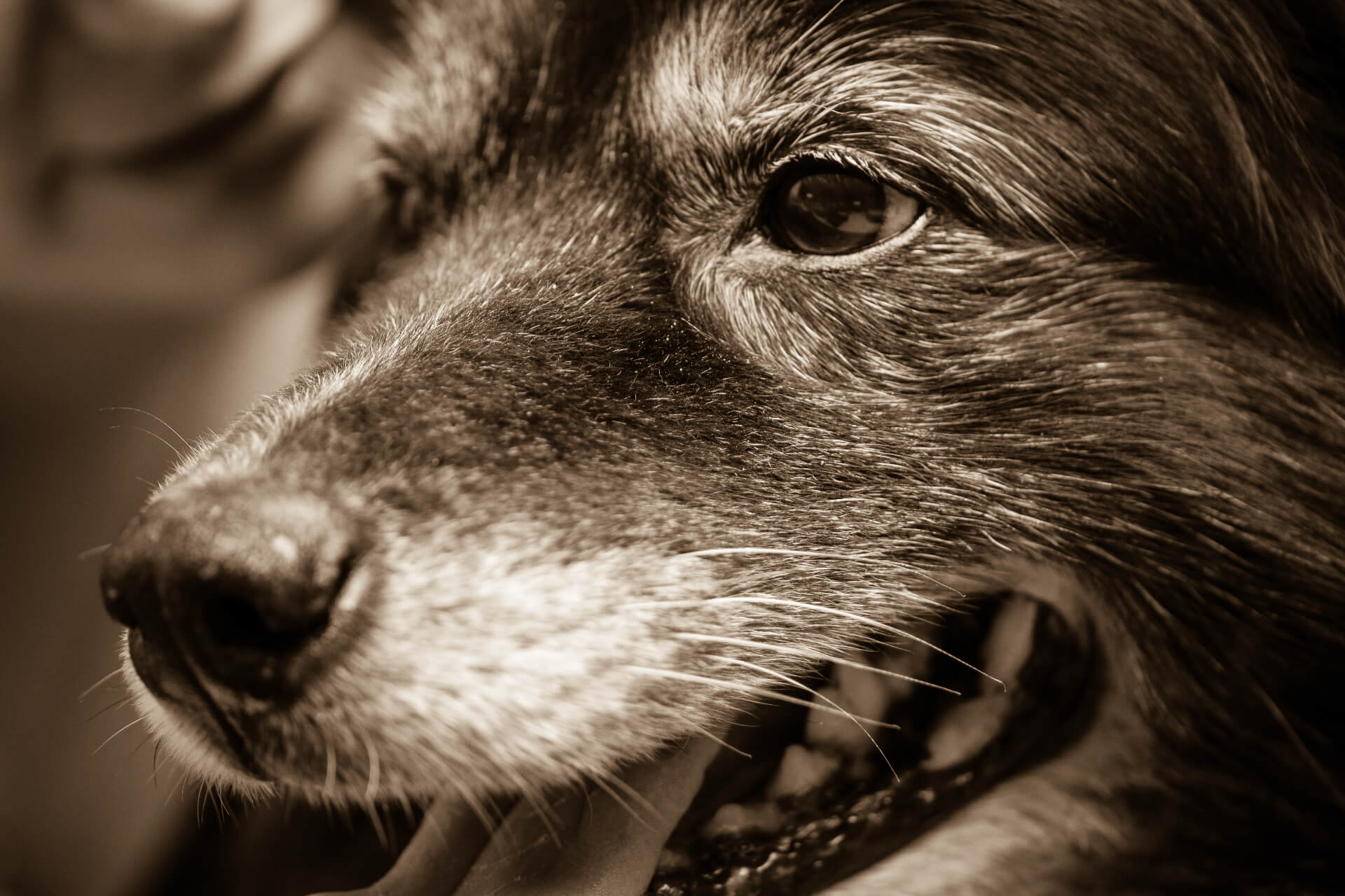 Senior dog looking toward the camera, representing veterinary career opportunities in Winnipeg